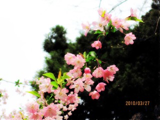 春の花