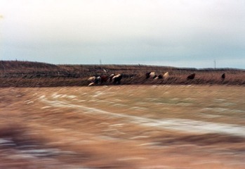 517327.jpg