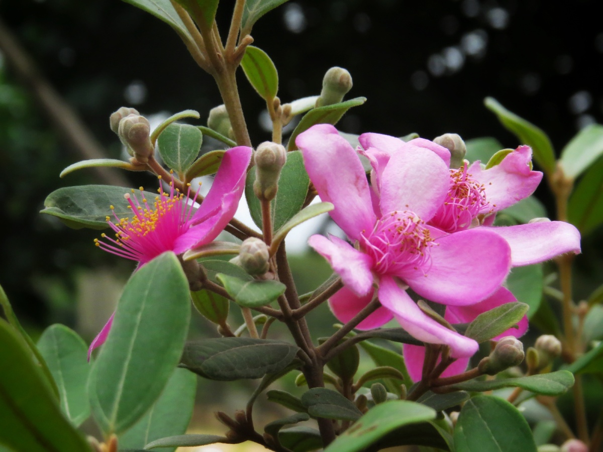 桃金娘花一一俗称棯子花