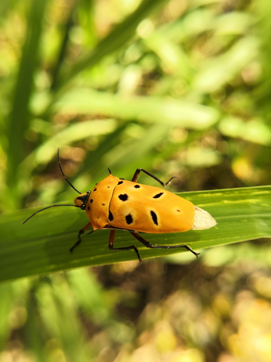 有认识的吗这昆虫叫什么名字呀