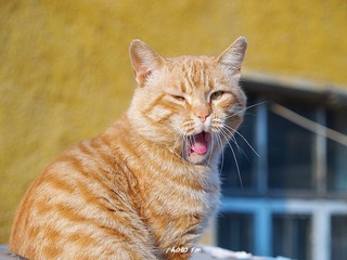 拆迁后的猫