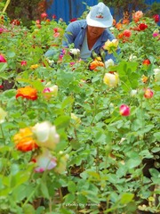 花市的老头