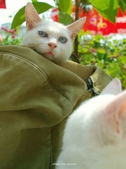 猫