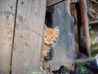 家有小猫