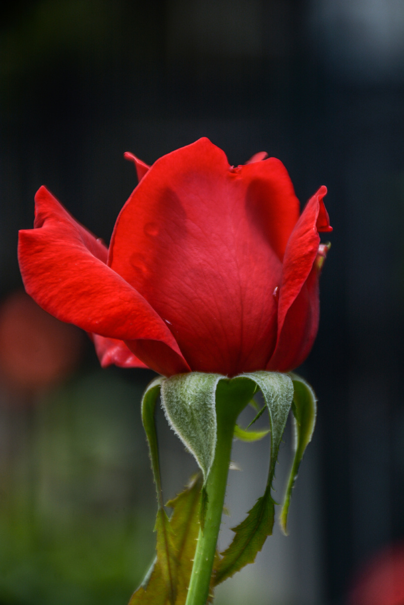 801_1200竖版 竖屏