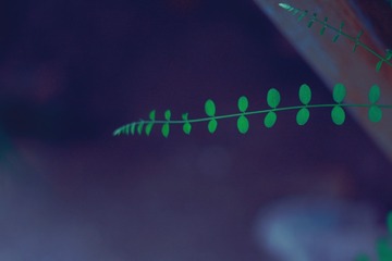 147184