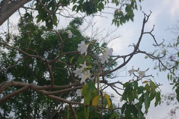 IMGP8330.JPG