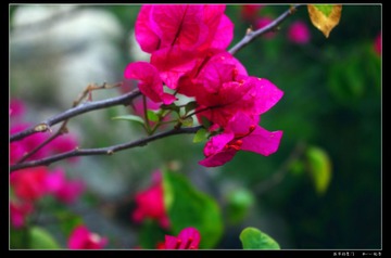 花.jpg