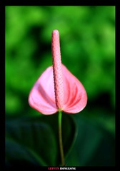 IMG_8550副本.jpg