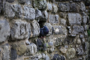 IMG_4138-19