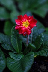 IMG_4093-11