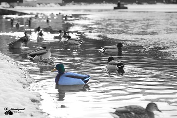 IMG_5294-1gai