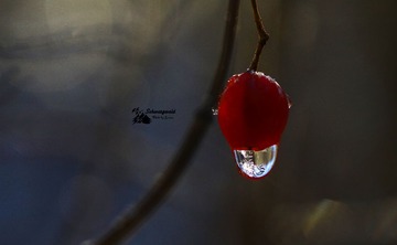IMG_5401-19