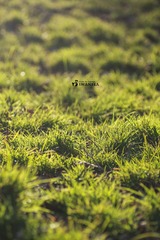 IMG_3776-7