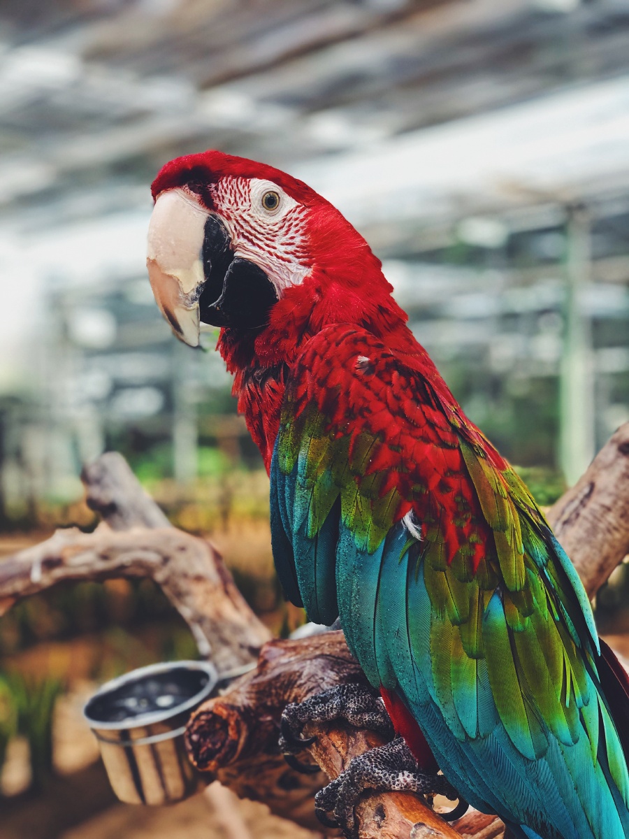 1/113在图虫看动物世界#鹦鹉鸟#金刚鹦鹉大自然动物园羽毛手机还没有