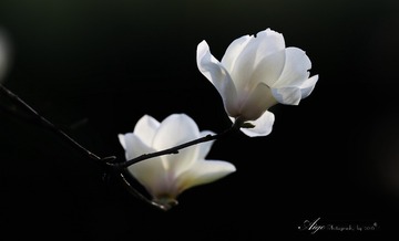_43A1973