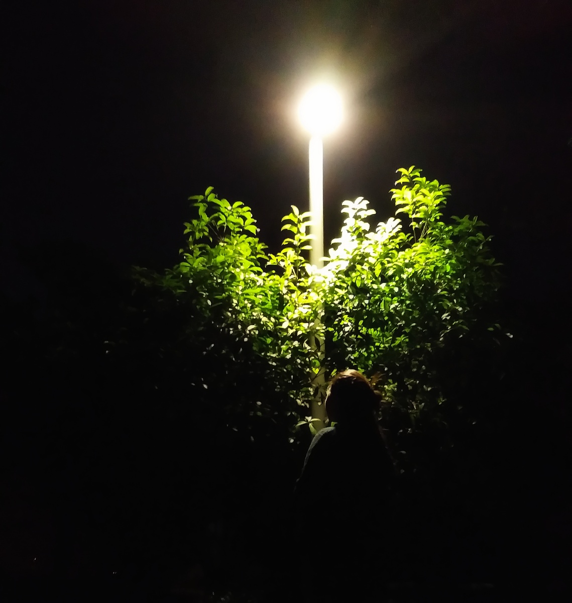 一个夜晚在河边的小路上在灯光下的小树呈现心形的样