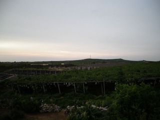 IMGP0003.JPG