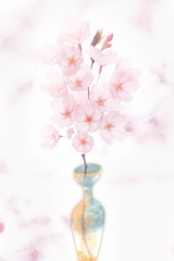 如果我的思念开花