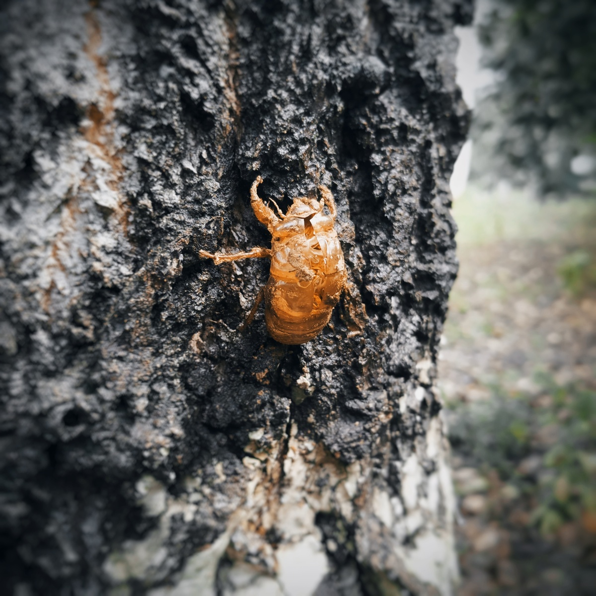 闺女说是:知鸟,而且认为很可爱.😂 - aki的朋友 - 图虫