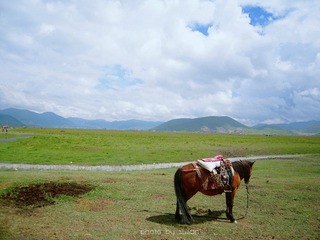 8-6香格里拉-纳帕海.jpg