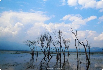 8-9拉市海枯枝.jpg