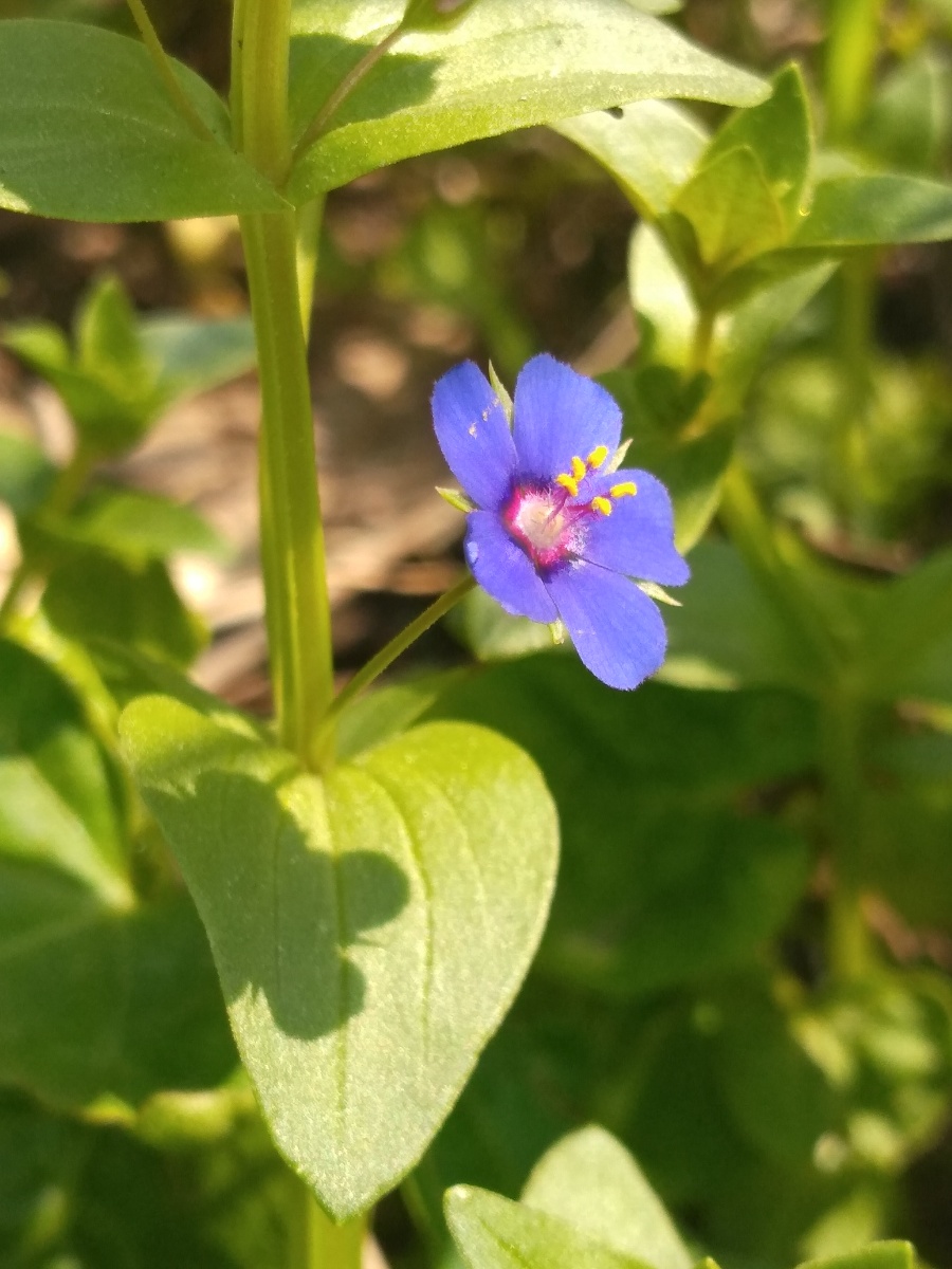 蓝花琉璃繁缕