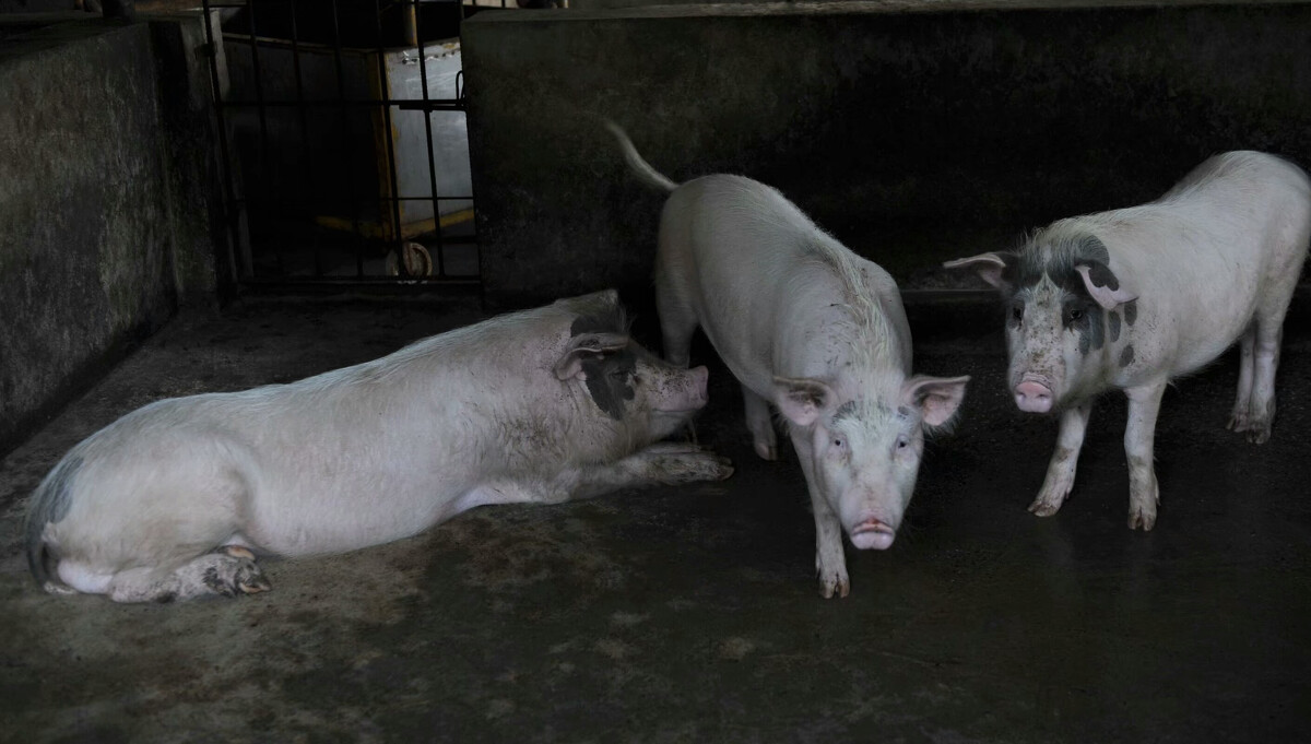 养殖黑猪有市场吗,多少摊位在卖黑猪养殖黑猪提醒谨慎小心