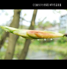 小西湖已作好 (2)