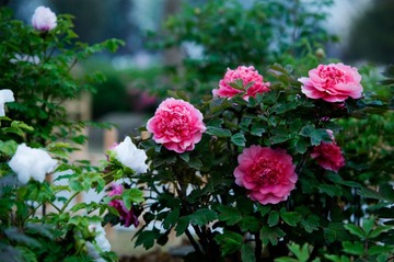 DSC_1866.jpg