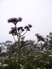 DSCF2676.jpg