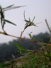 DSCF2790.jpg