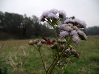 DSCF2795.jpg