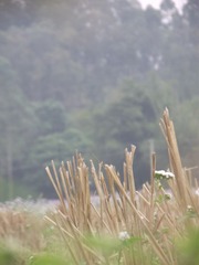 DSCF2805.jpg