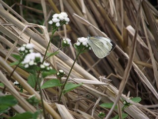 DSCF2832.jpg