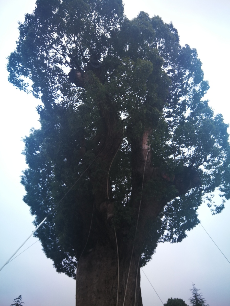 庐陵生态园樟树王