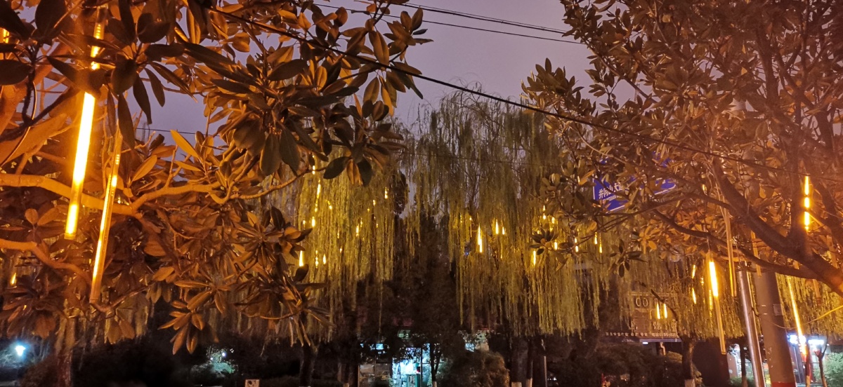 灯光下的垂柳 - 吉安大视界