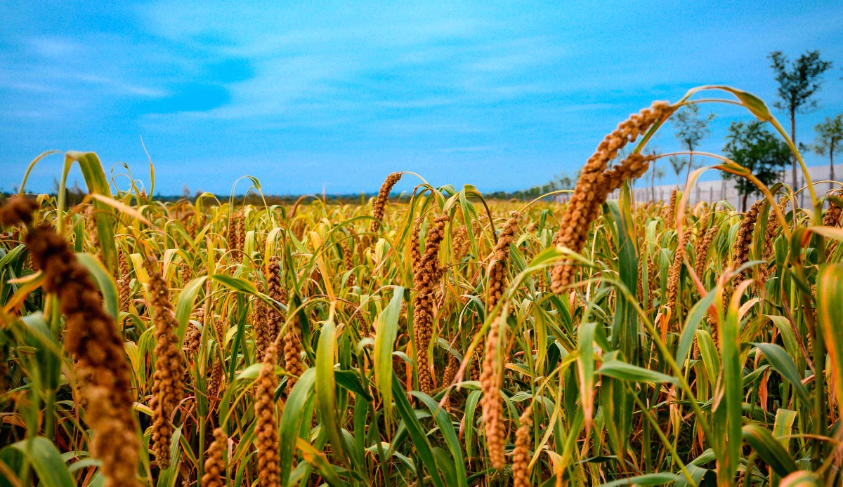 黄澄澄的谷穗就像那尾巴