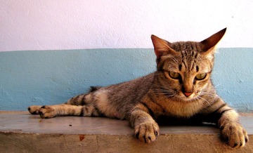 cat
