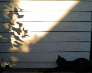 cat2