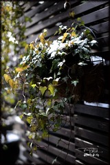 DSC_0713-1.jpg