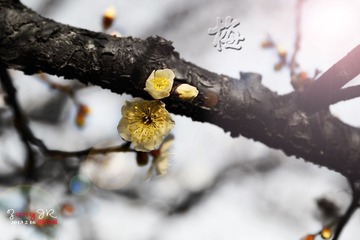 DSC_1239-8.jpg