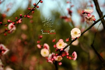DSC_1226-8.jpg