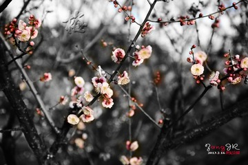 DSC_1230-8.jpg