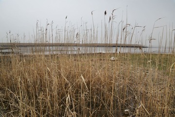 DSC_2603-1.jpg