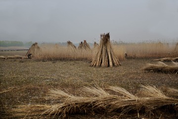DSC_2628-1.jpg