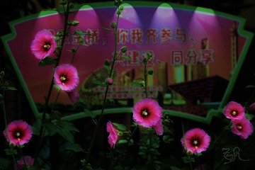 DSC_6029-8.jpg