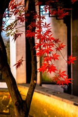 DSC_3475-编辑