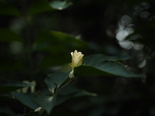 594630