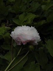 596490